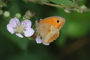 Maniola jurtina butterfly on wild blackberry blooms, stunning nature photo
