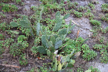 Cactus plants growing wild on the Jacksonville Beach shoreline in Florida.