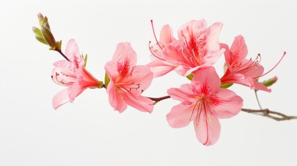Obraz premium Azalea on white background
