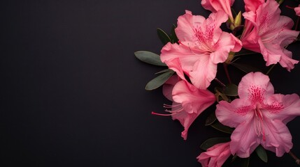 Azalea with copy space