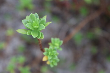 Cactus plants growing wild on the Jacksonville Beach shoreline in Florida.