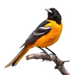 Baltimore Oriole
