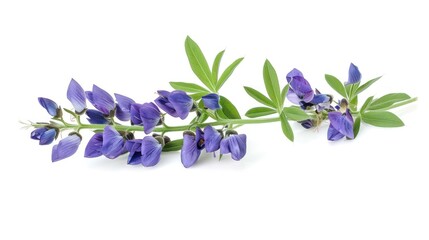 Baptisia (False Indigo) on white background