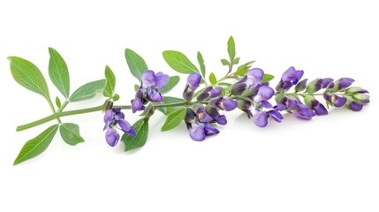 Baptisia (False Indigo) on white background
