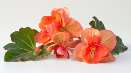 Begonia on white background