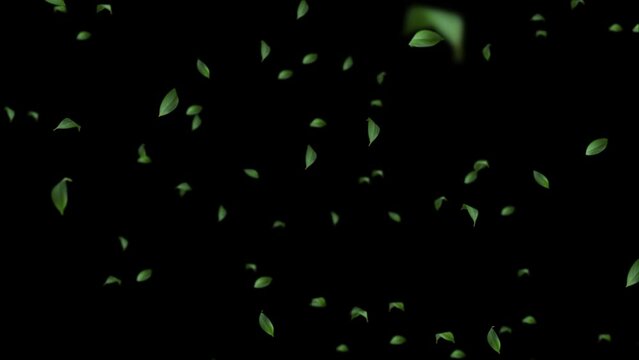 葉が舞い散るループ映像