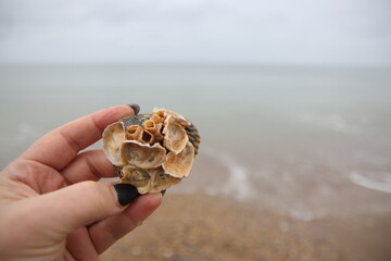 Seashells on the beach. Jacksonville, Florida.