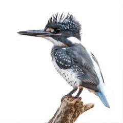 Obraz premium Belted Kingfishe