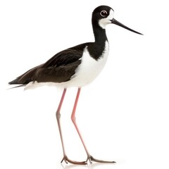 Black-necked Stilt