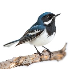 Naklejka premium Black-throated Blue Warbler 