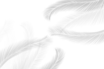 Soft shadows of palm leaves or coconut leaves and blurred. Shadows of tropical trees. copy space transparent background with png