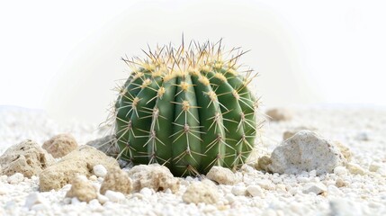 Cactus on white background