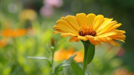 Obraz premium Calendula