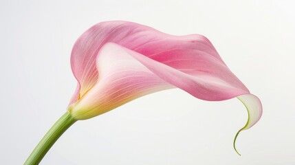Calla Lily 