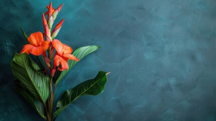 Canna Lily