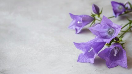 Canterbury Bells