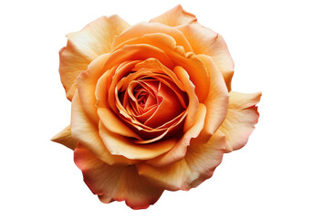 Orange roses on a clear background.