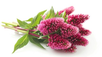 Celosia