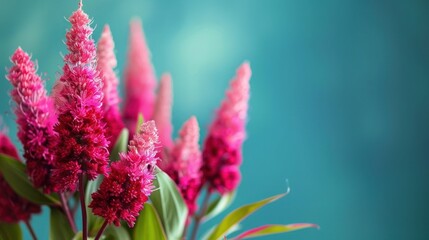 Celosia