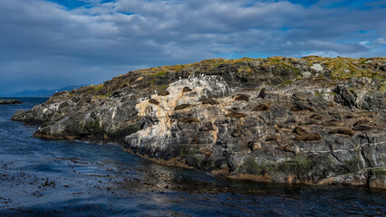 A colony of sea lions is resting, lying on the slope of a rocky islet. Cormorants are nearby. Low-growing grassy vegetation on the cliff. The blue water of the Beagle Canal. Clouds in the azure sky. 