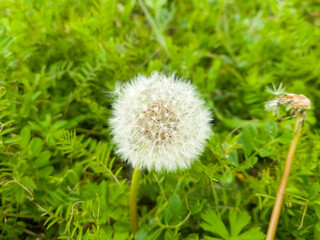 たんぽぽの綿毛のある景色