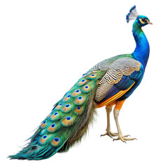 Obraz premium side view of peacock isolated transparent background