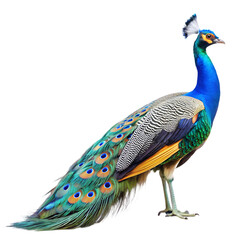 Obraz premium side view of peacock isolated transparent background