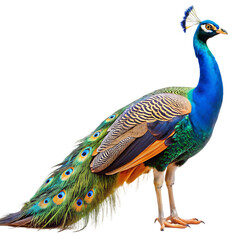 Obraz premium side view of peacock isolated transparent background