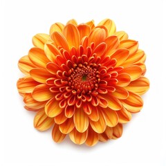 Chrysanthemum