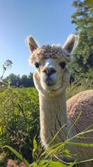 Obraz premium Alpaca closeup with greenery all around, sunlit wool, clear sky adding to the serene atmosphere