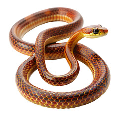 Fototapeta premium snake isolated transparent background