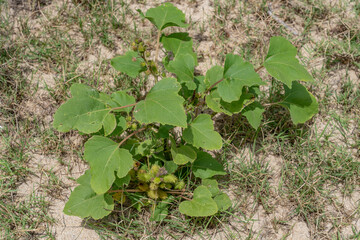 Xanthium strumarium (rough cocklebur, Noogoora burr, clotbur, common cocklebur, large cocklebur, woolgarie bur) family Asteraceae. Keawaula Beach / Yokohama bay, Leeward Coast of Oahu, Hawaii.