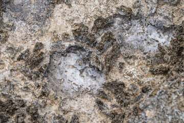 Salt Weathering of Beachrocks,  Beachrock is a friable to well-cemented sedimentary rock. Keawaula Beach / Yokohama bay, Leeward Coast of Oahu, Hawaii.
