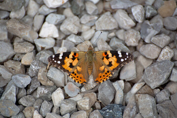 Vanessa cardui butterfly, vibrant colors and intricate wing patterns
