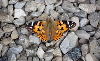 Vanessa cardui butterfly, vibrant colors and intricate wing patterns
