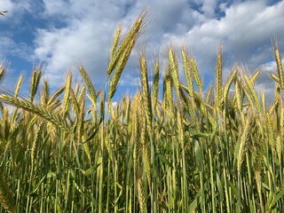 Obraz premium field of wheat