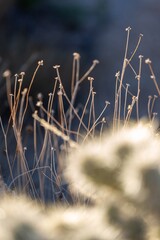 Desert cactus and boulders in Joshua Tree National Park, California, United States of America.
