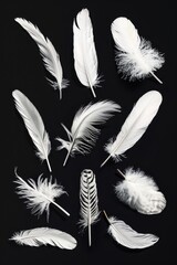 Obraz premium A series of white feathers, each with a different shape and texture. The feathers are arranged in a row, with some overlapping and others standing alone