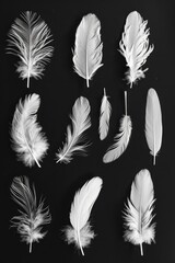 Obraz premium A series of white feathers, each with a different shape and texture. The feathers are arranged in a row, with some overlapping and others standing alone