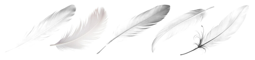 Obraz premium Elegant white feathers collection png set