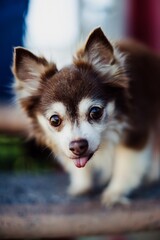 Small dog sticking out its tongue