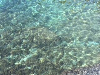 Clear sea water with algae