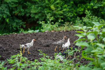 Many chickens are eating worms in a pile of cow dung.