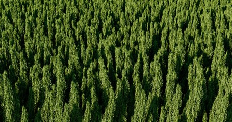 Coniferous forest lined up all over. Above view of daytime green forest. 3D rendering.