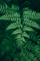 Natural beauty leaves in spring