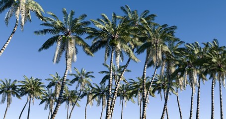 Fototapeta premium Palm trees lining the sandy beach. Blue sky summer landscape. 3D rendering.