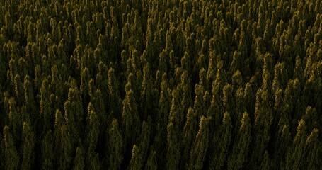 Coniferous forest lined up all over. Above view of sunset forest. 3D rendering.