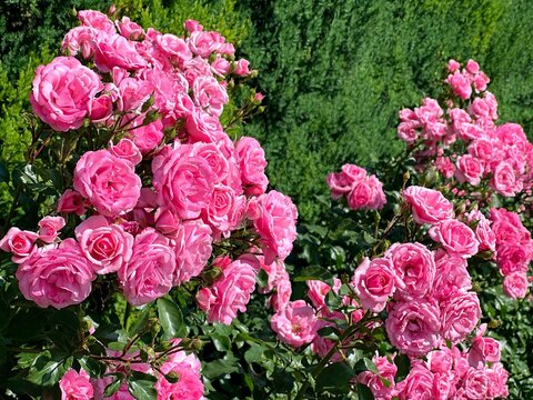 Pink roses and tuja in the park.
