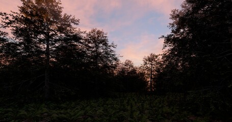 Deep forest where ferns breed and sunset pink sky. 3D rendering.