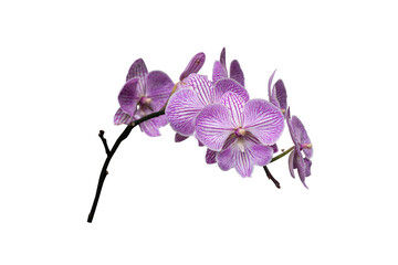 purple orchid isolated on white background